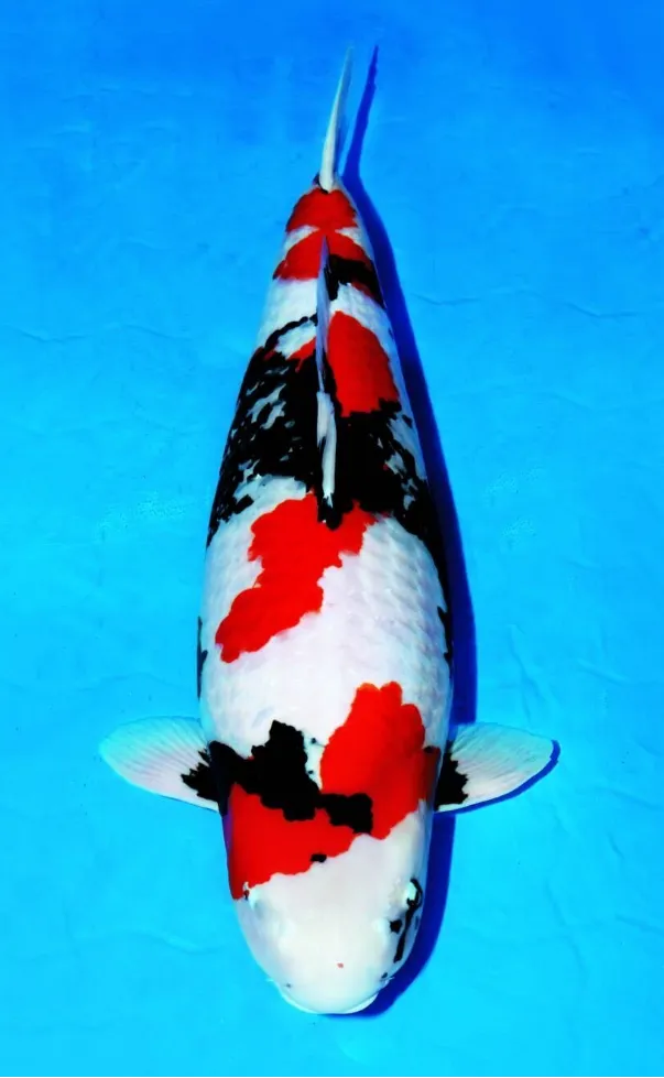 鯉の品種 昭和三色 イメージ
