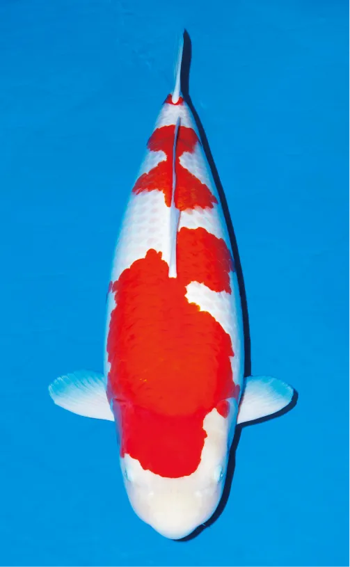鯉の品種 紅白 イメージ