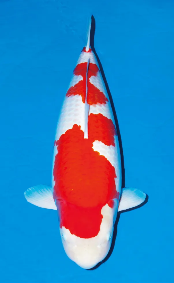 鯉の品種 紅白