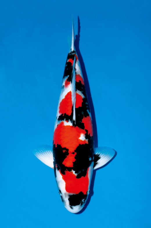 鯉の品種全日本v47–国魚50部