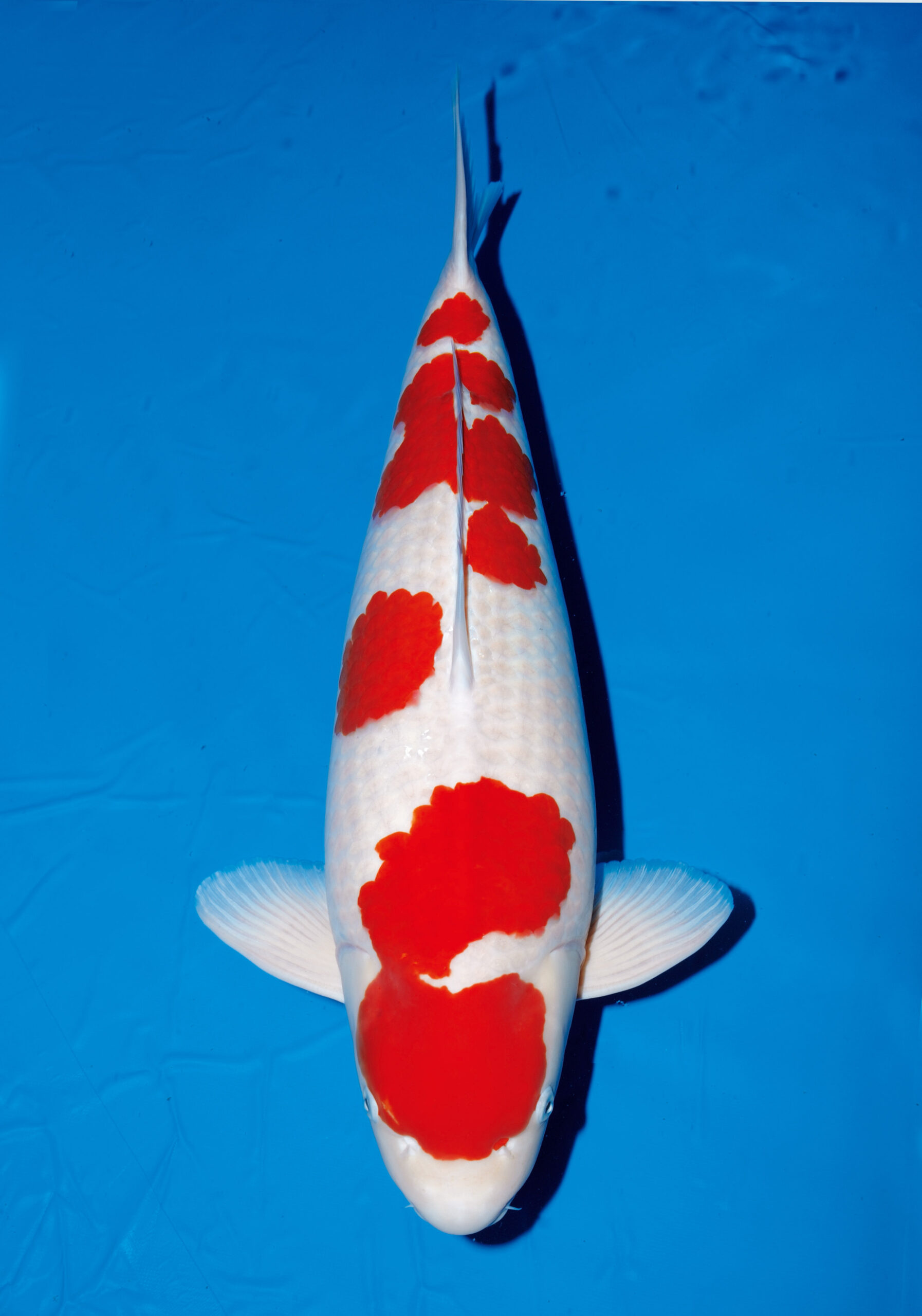 鯉の品種全日本v44–国魚70部オス