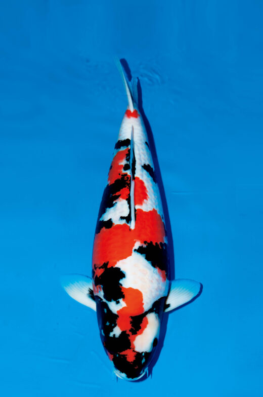 鯉の品種全日本v48-国魚85部