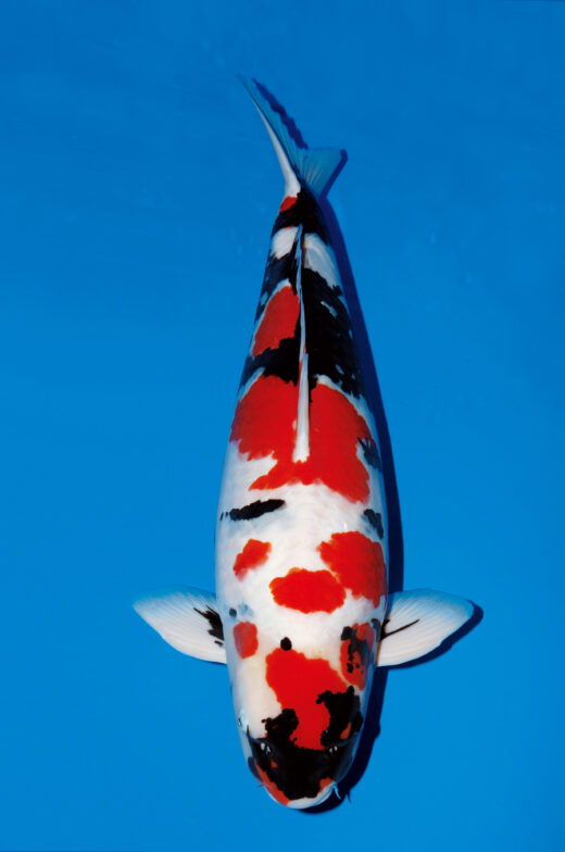 鯉の品種全日本v44-壮魚オス総合-