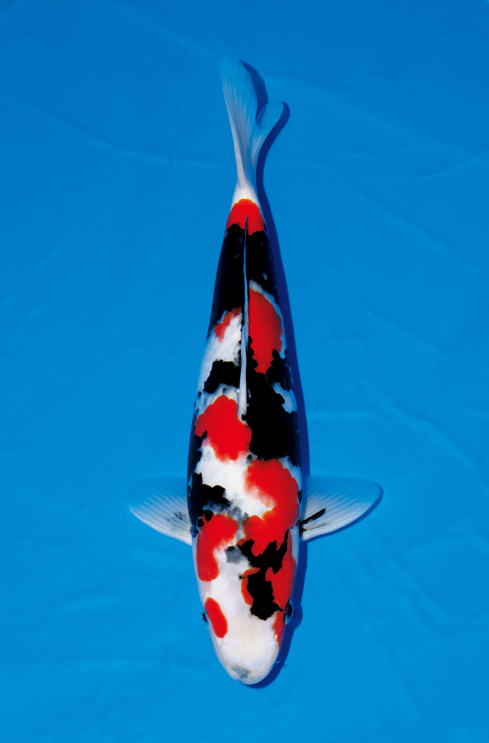 鯉の品種全日本v46-国魚30部