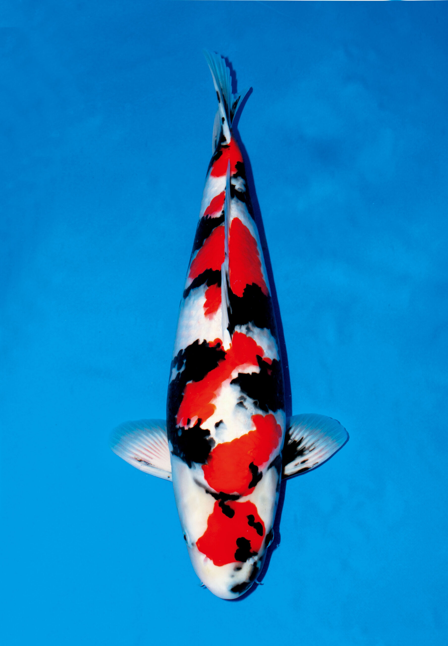 鯉の品種全日本v47-国魚55部オス