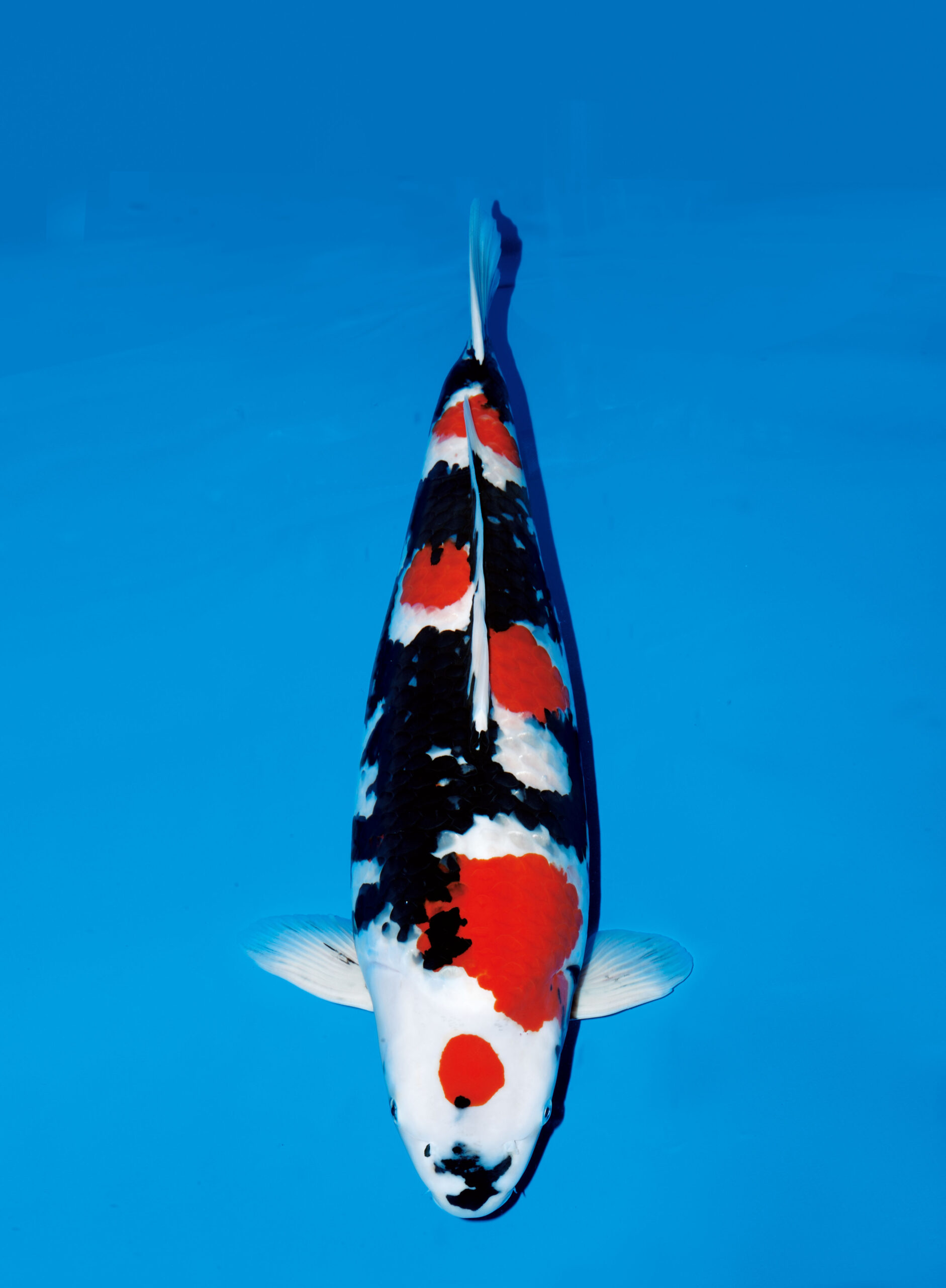 鯉の品種全日本v46-国魚70部