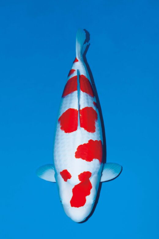 鯉の品種全日本v53 70部オス国魚