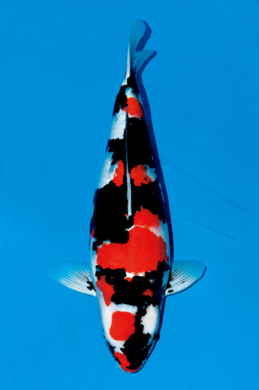 鯉の品種全日本v47-国魚65部