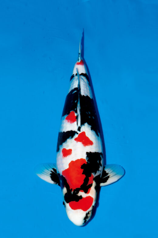 鯉の品種全日本v48-壮魚ｵｽ総合